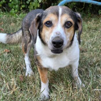 Hazel -  Beagle Dog for Adoption in Anniston, Alabama - Hazel | PetCurious