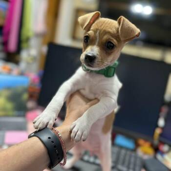 Chihuahua Dogs Available for Adoption in Park Row, Texas - Brief | PetCurious