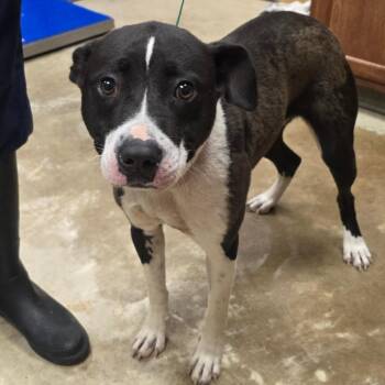 Lola May - 042504U -  Terrier and Mixed Breed Dog for Adoption in Tupelo, Mississippi - Lola May - 042504U | PetCurious