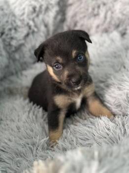 German Shepherd Dog and Australian Shepherd Dogs Available for Adoption - Crumpet | PetCurious