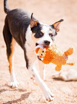 Mixed Breed Dogs Available for Adoption in Fort Collins, Colorado - Obi | PetCurious