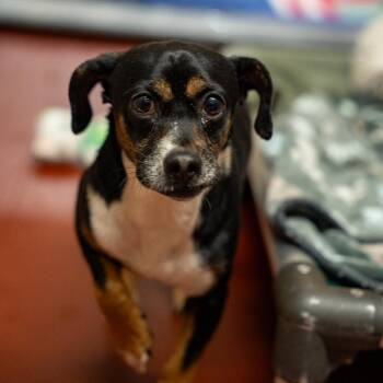 Terrier and Mixed Breed Dogs Available for Adoption in Gainesville, Georgia - Nick | PetCurious