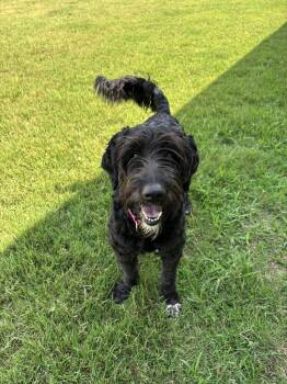 Lola Mae June 26 -  Standard Poodle and Schnauzer Dog for Adoption in Pacolet, South Carolina - Lola Mae June 26 | PetCurious