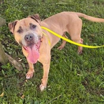 Lenny -  Pit Bull Terrier Dog for Adoption in Washington, Pennsylvania - Lenny | PetCurious