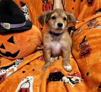 Snoopy -  Chiweenie Dog for Adoption in Corona, California - Snoopy | PetCurious