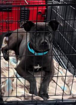 Radar -  Black Labrador Retriever Dog for Adoption in Sheboygan, Wisconsin - Radar | PetCurious