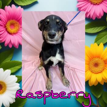 Black Labrador Retriever and Shepherd Dogs Available for Adoption in Royse City, Texas - Raspberry | PetCurious