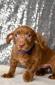 Sol -  Dachshund and Pit Bull Terrier Dog for Adoption in Yakima, Washington - Sol | PetCurious