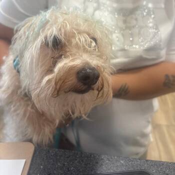 Teenie -  Mixed Breed Dog for Adoption in Newark, New Jersey - Teenie | PetCurious