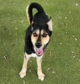 Stella -  Mixed Breed and German Shepherd Dog Dog for Adoption in Austin, Texas - Stella | PetCurious