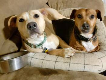 Layla Momma Dessin -  Labrador Retriever and Terrier Dog for Adoption in Rockaway, New Jersey - Layla Momma Dessin | PetCurious