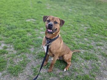 ZANE -  Boxer and Mixed Breed Dog Available for Adoption in Omaha, Nebraska - ZANE | PetCurious