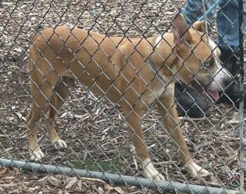 Sinbad -  Mixed Breed Dog for Adoption in Cincinnati, Ohio - Sinbad | PetCurious