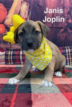 Rescue Great Pyrenees and Mountain Cur Dogs for Adoption in Sparta, New Jersey - Janis Joplin | PetCurious