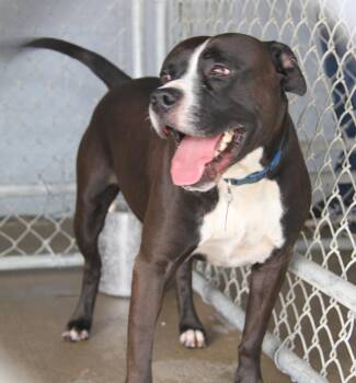 Rescue Pit Bull Terrier Dogs for Adoption in Marietta, Ohio - Duke | PetCurious