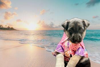 Rescue German Shepherd Dog Dogs for Adoption in La Center, Washington - Kiwi | PetCurious