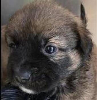Shepherd and Labrador Retriever Dogs Available for Adoption in Thompson Falls, Montana - Bolton | PetCurious