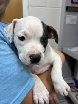 Peony -  Retriever and Mixed Breed Dog for Adoption in Largo, Florida - Peony | PetCurious