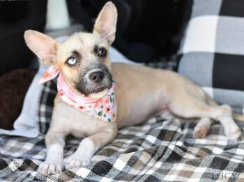 Lucy -  Corgi and Chihuahua Dog for Adoption in The Woodlands, Texas - Lucy | PetCurious