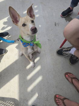 Rescue Shepherd Dogs for Adoption in Rosenberg, Texas - Kosler Lane | PetCurious