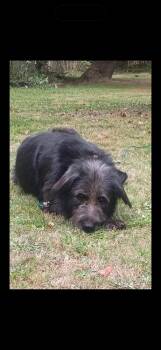 Fester -  Labradoodle and Shepherd Dog for Adoption in Vancouver, Washington - Fester | PetCurious