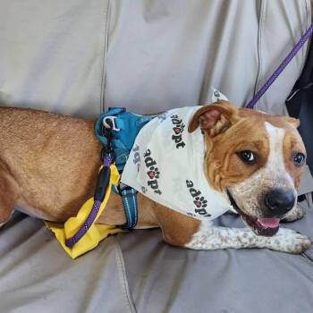 Mixed Breed Dogs Available for Adoption in Windsor, Virginia - Chamilla | PetCurious