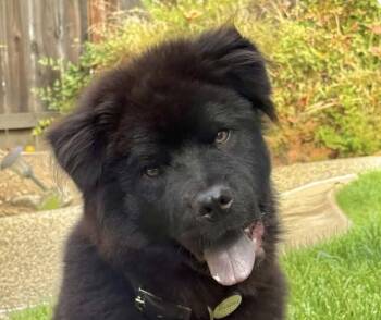 Chowder -  Chow Chow Dog for Adoption in San Ramon, California - Chowder | PetCurious