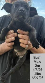 Bush -  Terrier Dog for Adoption in Colorado Springs, Colorado - Bush | PetCurious
