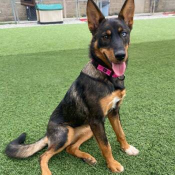 Rescue German Shepherd Dog and Cattle Dog Dogs for Adoption in Georgetown, Ohio - Charity | PetCurious