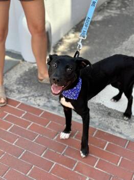 Rescue Hound Dogs for Adoption in Charleston, South Carolina - Archibald | PetCurious