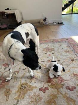 Pit Bull Terrier and Pointer Dogs Available for Adoption - Reed | PetCurious