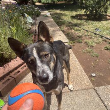 Tulip -  Cattle Dog and Husky Dog for Adoption in ROUGH READY, California - Tulip | PetCurious