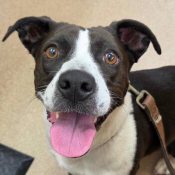 Gracie -  Basset Hound and Beagle Dog for Adoption in Zanesville, Ohio - Gracie | PetCurious