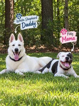 Killer Crew  -  German Shepherd Dog and Pit Bull Terrier Dog for Adoption in Oswego, South Carolina - Killer Crew  | PetCurious