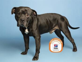 ROOSTER -  Pit Bull Terrier Dog for Adoption in Phoenix, Arizona - ROOSTER | PetCurious