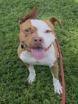 CHEDDAR -  American Staffordshire Terrier and Mixed Breed Dog for Adoption in Fort Lauderdale, Florida - CHEDDAR | PetCurious