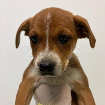 Nutmeg -  Mountain Cur and Mixed Breed Dog for Adoption in Nashville, Tennessee - Nutmeg | PetCurious