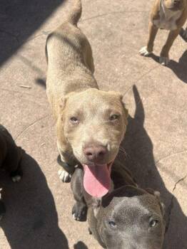 Mixed Breed Dogs Available for Adoption in Oakland, California - Ocean | PetCurious