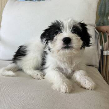 Hattie -  French Bulldog and Poodle Dog for Adoption in Pflugerville, Texas - Hattie | PetCurious