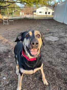 Tonks -  Labrador Retriever and Shepherd Dog for Adoption in Bloomington, Indiana - Tonks | PetCurious
