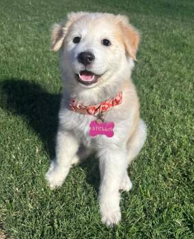 Stella -  Great Pyrenees Dog for Adoption in Kiowa, Oklahoma - Stella | PetCurious