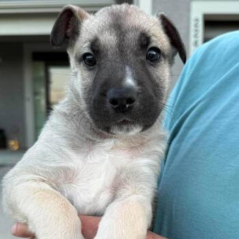 Oliver -  German Shepherd Dog and Pit Bull Terrier Dog for Adoption in Olathe, Kansas - Oliver | PetCurious
