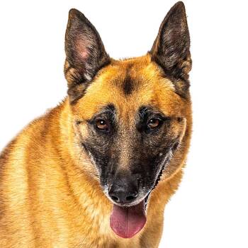 Luna Bear -  Belgian Shepherd Malinois and Mixed Breed Dog for Adoption in Reno, Nevada - Luna Bear | PetCurious