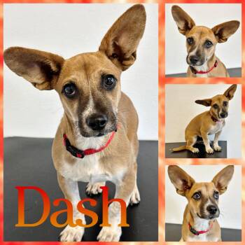 Dash -  Terrier and Corgi Dog for Adoption in Hatfield, Pennsylvania - Dash | PetCurious