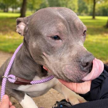 Pit Bull Terrier Dogs Available for Adoption - Daisy | PetCurious