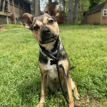 Schnauzer and Australian Cattle Dog Blue Heeler Dogs Available for Adoption - Miles | PetCurious