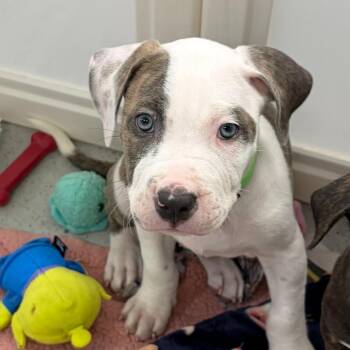 Bandit -  Mixed Breed Dog for Adoption in Greensboro, Georgia - Bandit | PetCurious