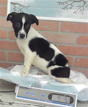 KODA -  German Shepherd Dog and Mixed Breed Dog for Adoption in Houston, Texas - KODA | PetCurious
