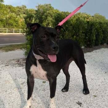 Daisy -  Mixed Breed Dog for Adoption in St. Augustine, Florida - Daisy | PetCurious