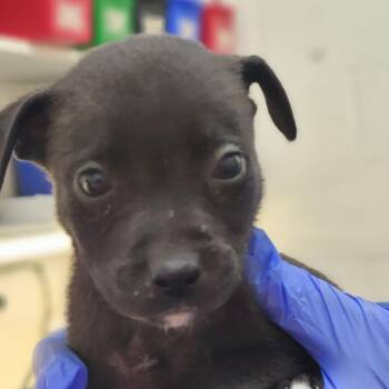 Mixed Breed Dogs Available for Adoption - Dolphin | PetCurious